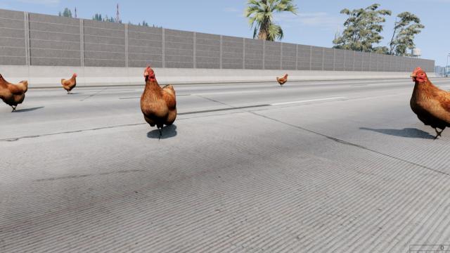 Free Roam Chicken