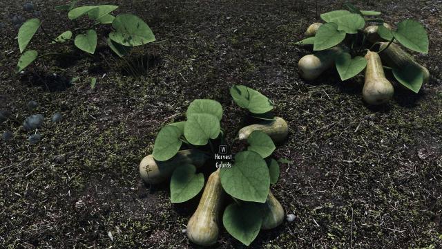 Improved Gourds for Skyrim SE-AE