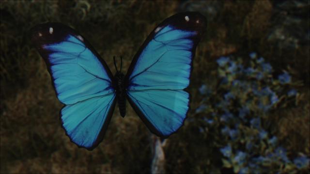 Butterfly Improved by zzjay - for Skyrim SE-AE