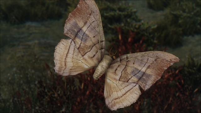 Butterfly Improved by zzjay - for Skyrim SE-AE