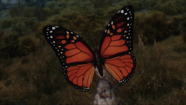 Butterfly Improved by zzjay - for Skyrim SE-AE