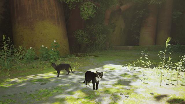 Черно-белый кот / Black White Cat для Stray