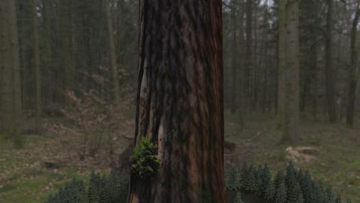 Giant Redwood for Teardown