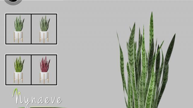 Sansevieria for The Sims 4