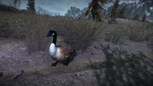 Canadian Goose - for The Witcher 3