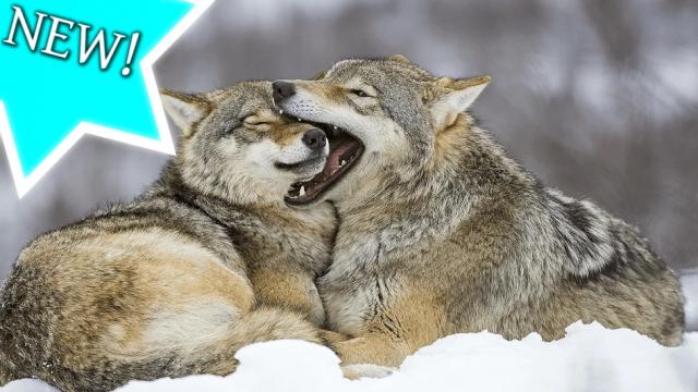 Friendly Wolves (Next-Gen) для The Witcher 3 Next Gen